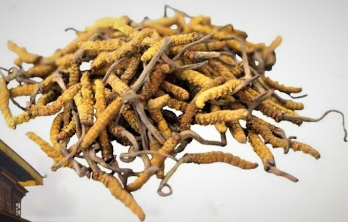 eHealth photo - 冬蟲夏草Cordyceps Mycelum _2_